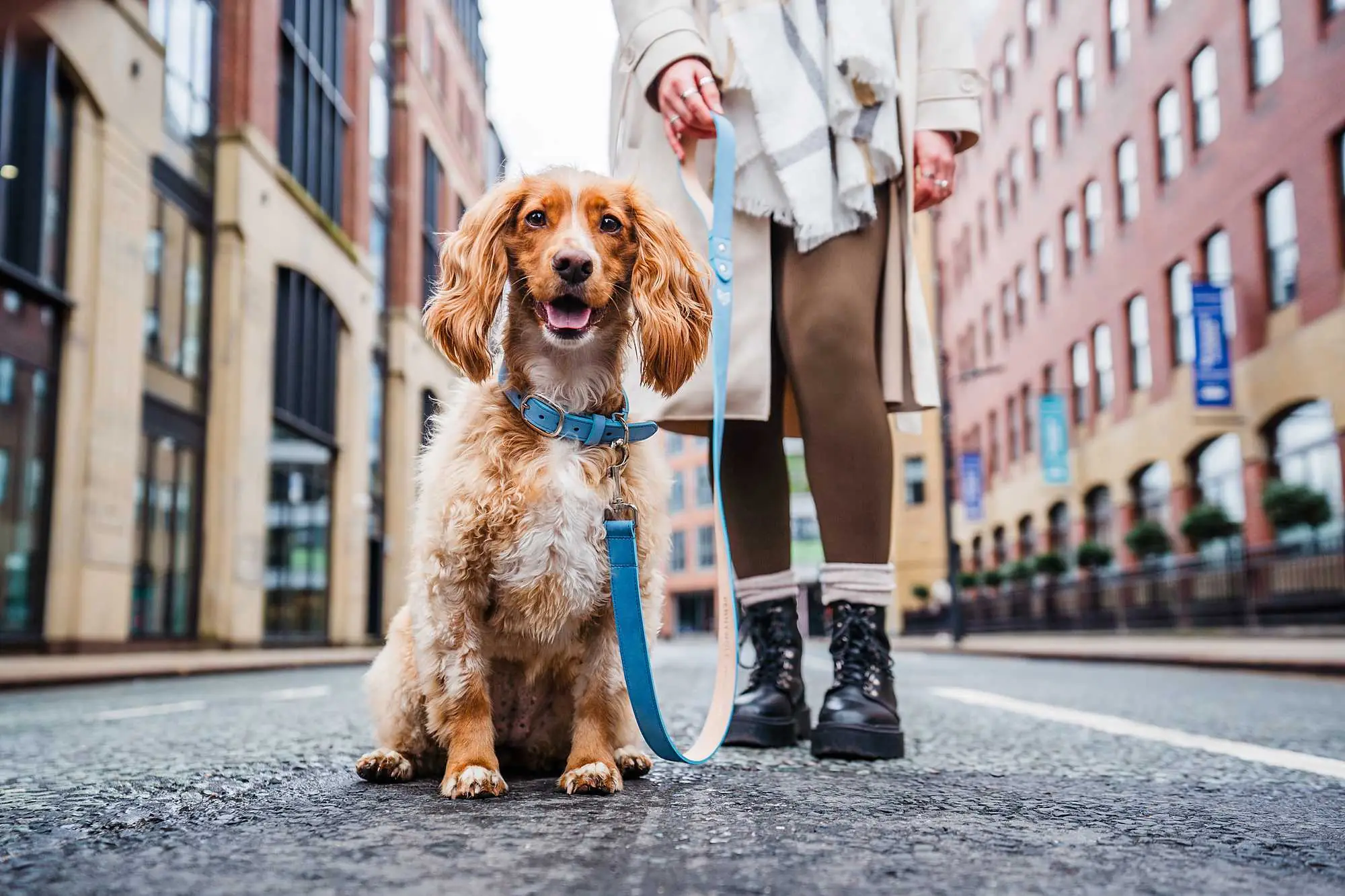 Pet Photography Services